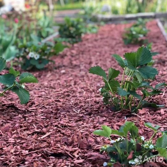 Кора Лиственницы и Кора Сосны