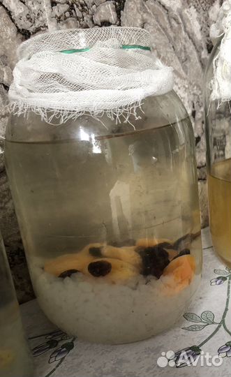 Рисовый гриб / Чайный гриб JUN/Kombucha