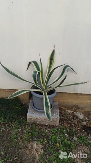 Агавы американские