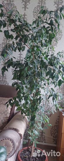 Фикус бенджамина большой