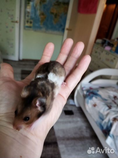 Сирийский хомяк