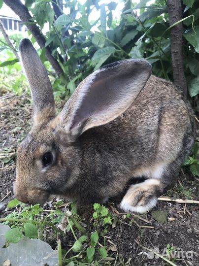 Кролики мясной породы