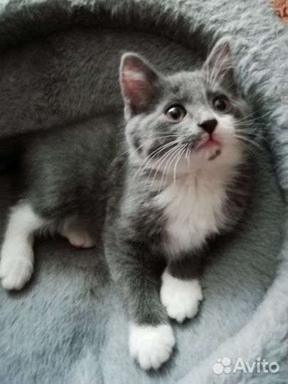 Отдам котят в добрые руки