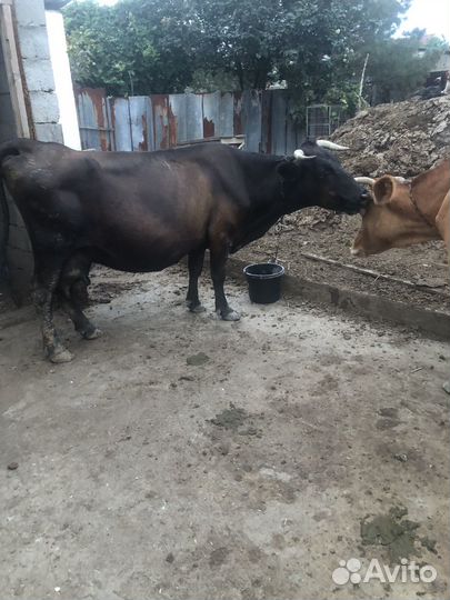 Коровы дойные молочные
