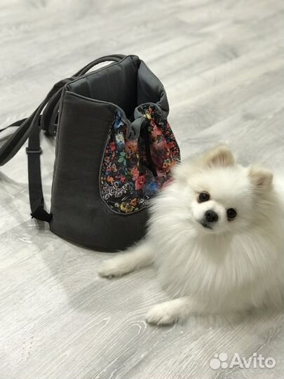Сумка рюкзак для собак