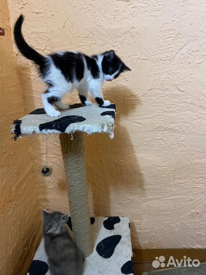 Отдам котенка в добрые руки
