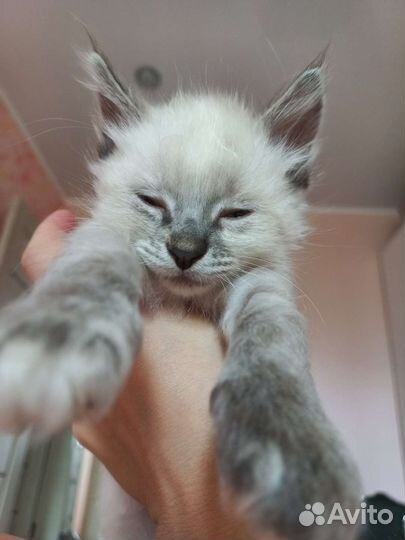 Отдам котенка в добрые руки