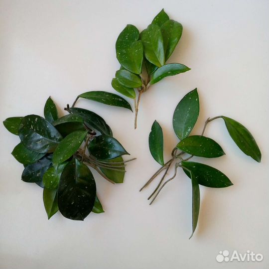 Цветы:Хойя восковой плющ Сarnosa и Белла ампельная