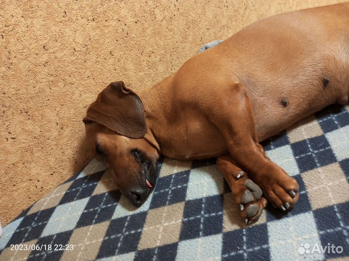 Щенки кроличьей таксы