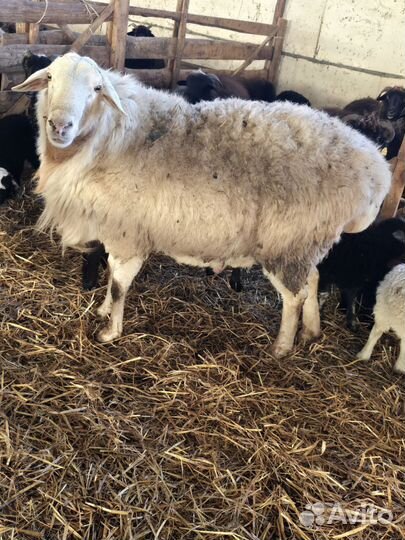 Баран гисар