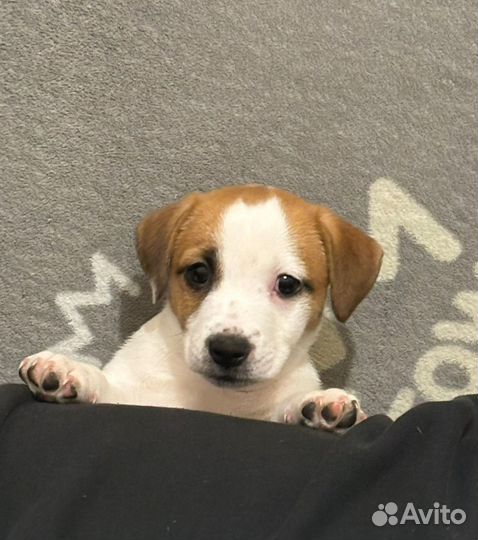 Щенки Джек рассел терьер гладкошерстные