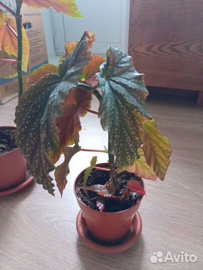 Бегония (ангельское крылышко)