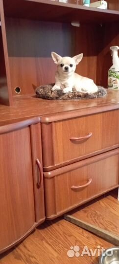 Щенки чихуахуа