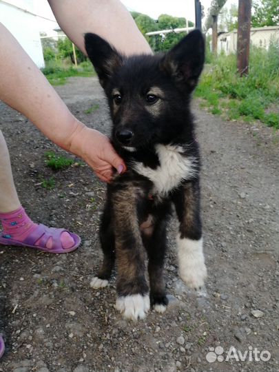 Восточноевропейская овчарка