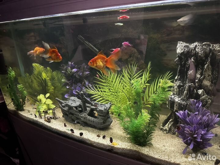 Аквариум
