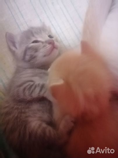 Маленькие котята девочки
