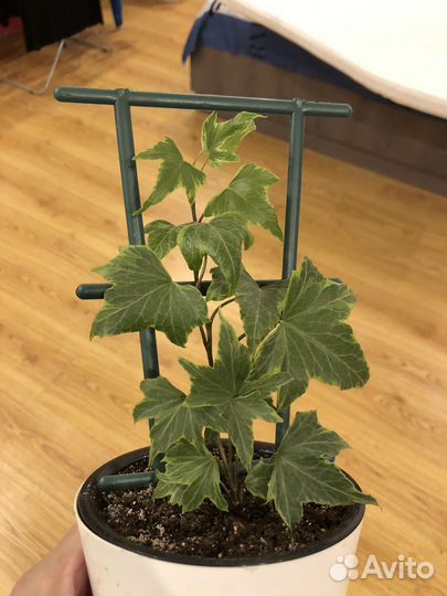 Плющ хедера (фатсхедера)