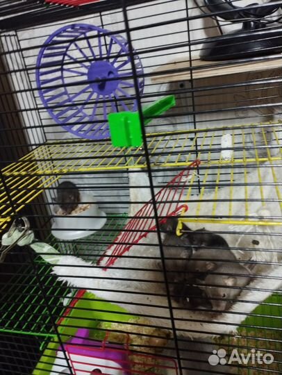 Крыски, Дамбо