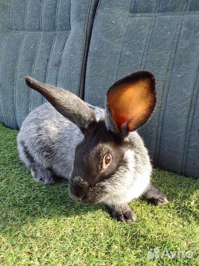 Кролики породы Полтавское серебро, Рэкс