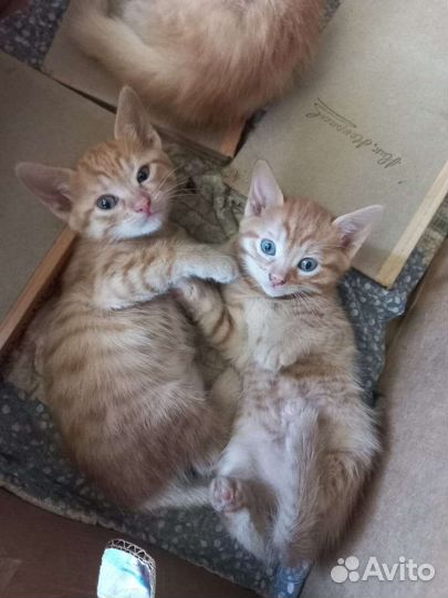 Кошки бесплатно