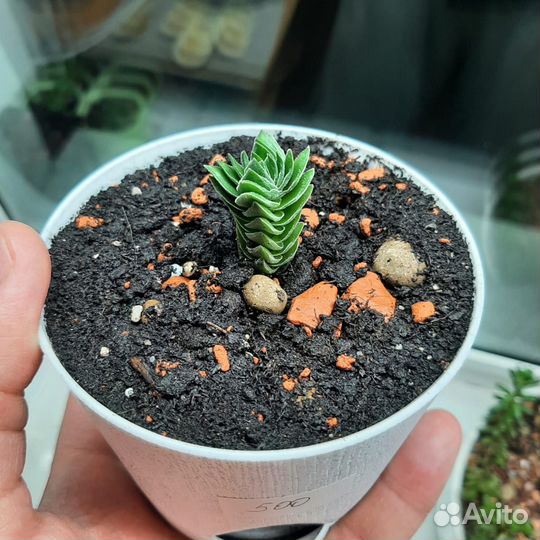 Суккулент Храм Будды