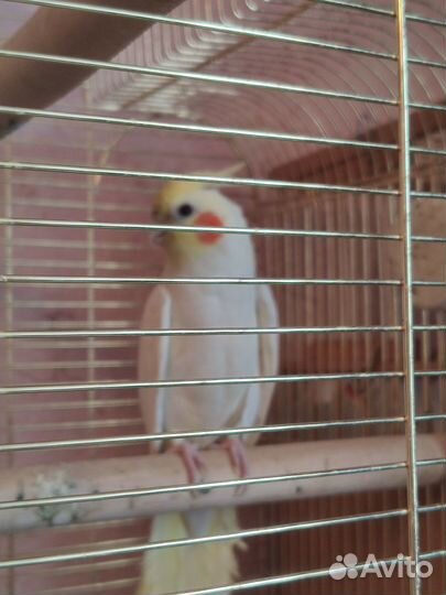 Продам попугая Корелла. торг