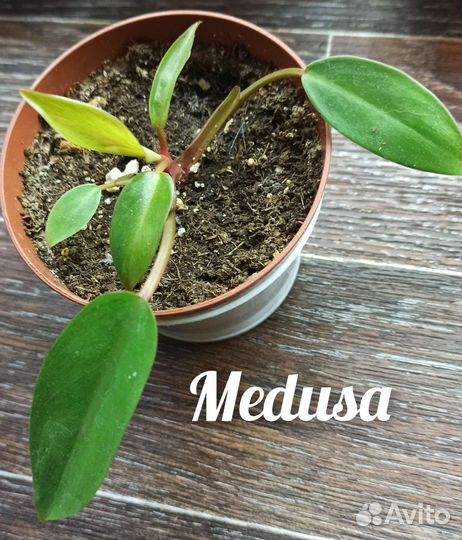 Филодендрон Medusa