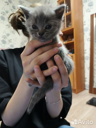 Шотландская вислоухая