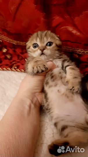 Шотландский котик Виски