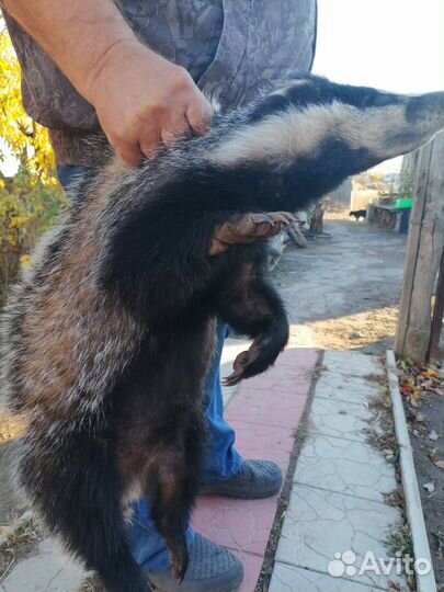 Барсучий жир от охотника