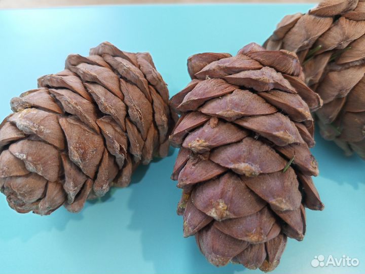 Шишка кедровая