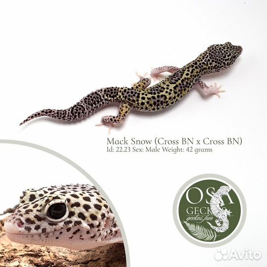 Эублефары Blood, Normal, BN и другие