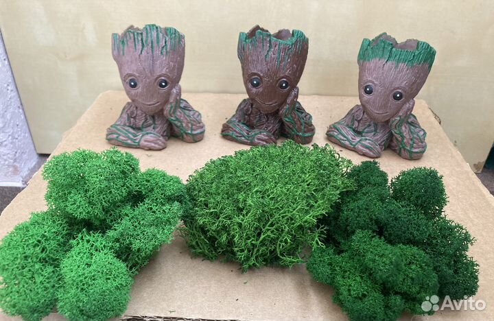 Кашпо Грут с мхом ягель