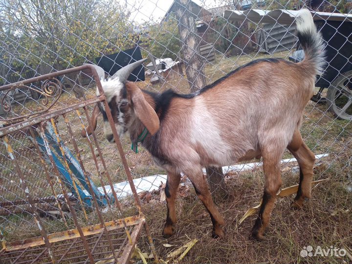 Коза котная, козел,козочка