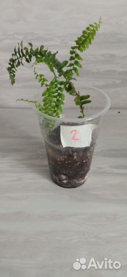 Папоротник комнатный