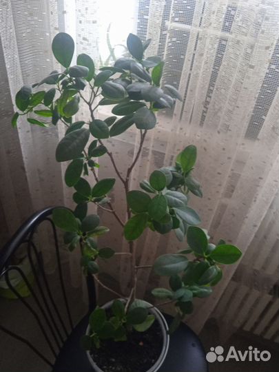 Комнатные цветы