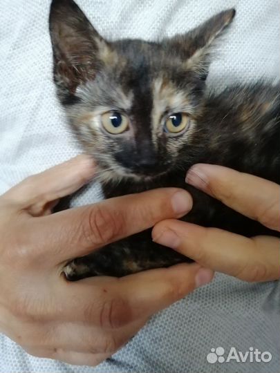 Кошка в дар бесплатно