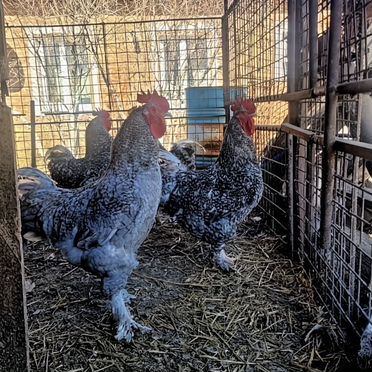 Петухи мехеленская кукушка