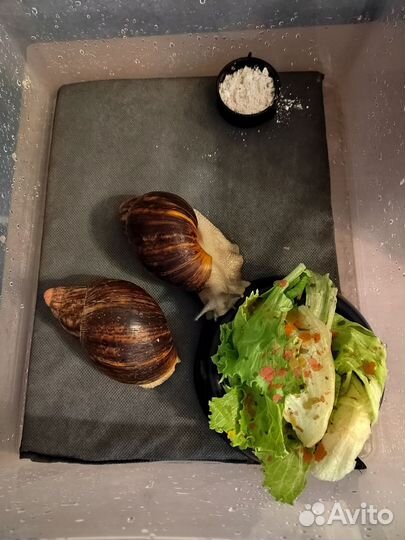 Улитки Архахатина маргината сутуралис сильвер