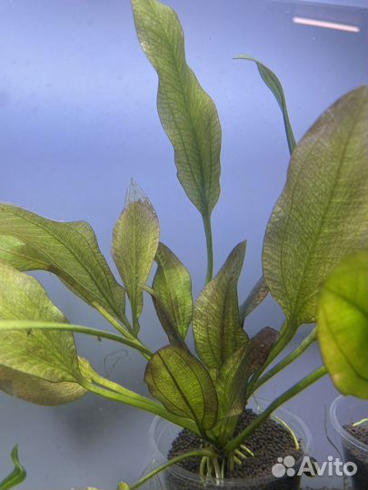 Растения для аквариума