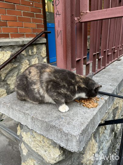 Кошка, выбросили (хотя бы передержка)