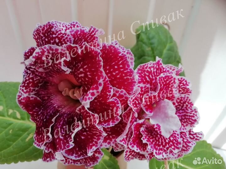 Глоксинии сортовые махровые
