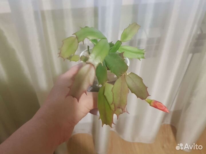 Декабрист шлюмбергера