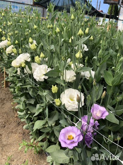 Срез эустомы