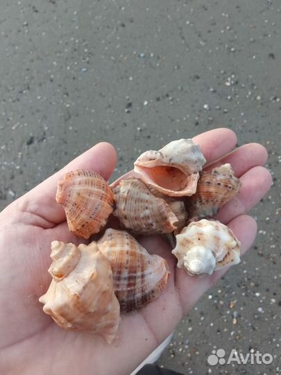 Морские ракушки раковины