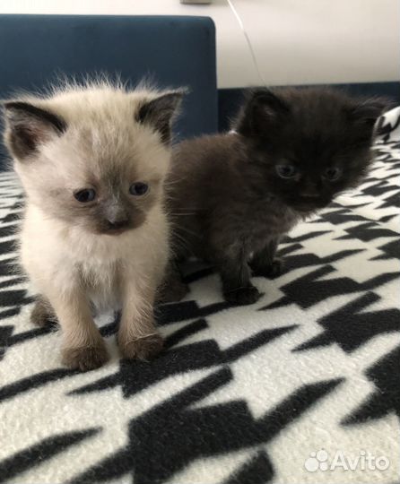 Котята в добрые руки