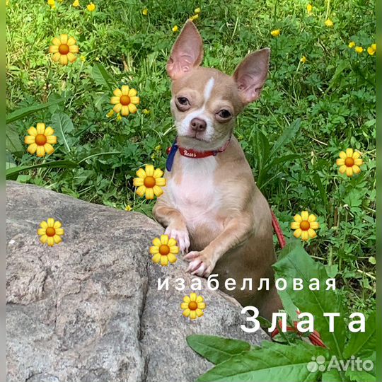 Выращенные девочки и мальчики. Москва