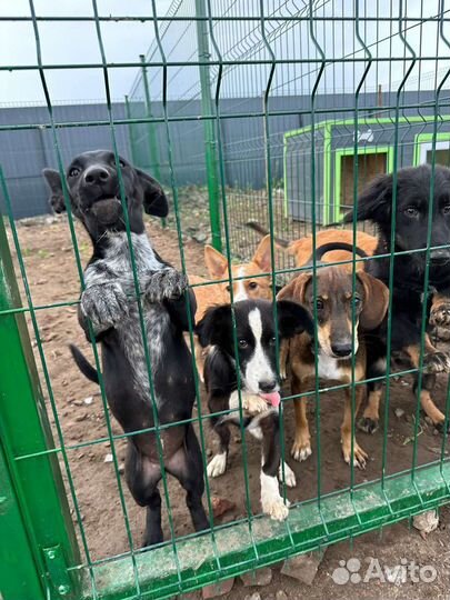 Собака подросток в добрые руки