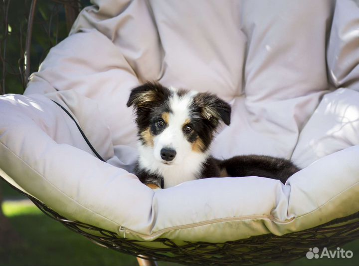 Бордер колли