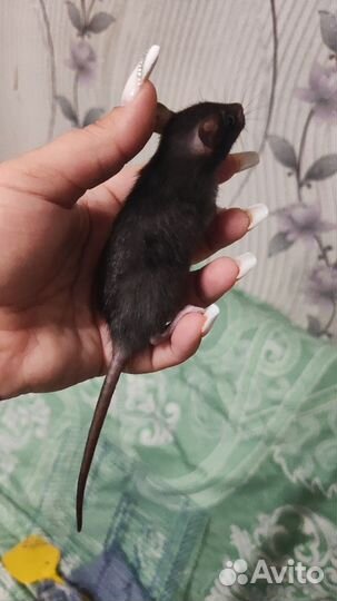 Декоративная крыса дамбо